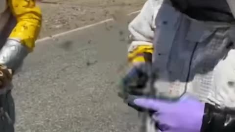 Millions of pollinating bees swarm after truck crash