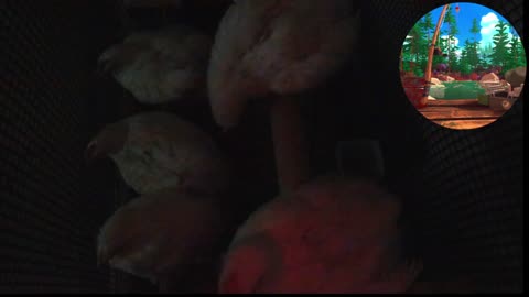 Chicken Live Stream
