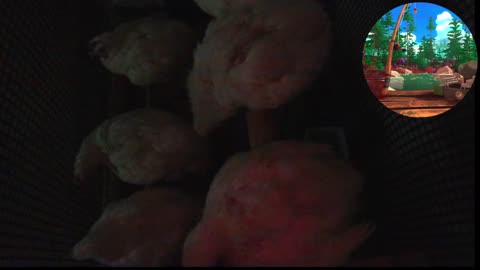 Chicken Live Stream
