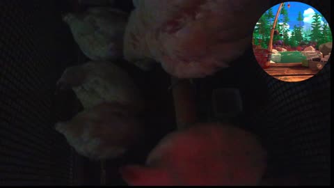Chicken Live Stream