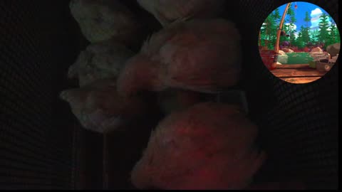 Chicken Live Stream
