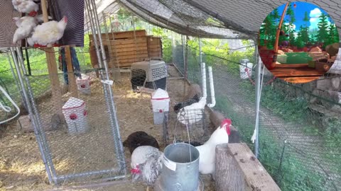 Chicken Live Stream