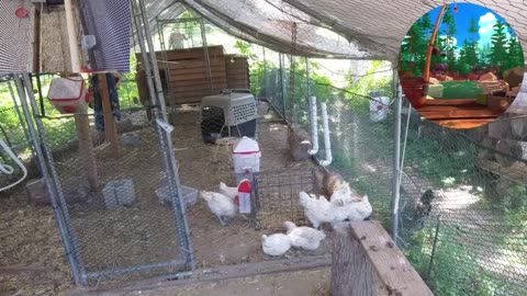 Chicken Live Stream