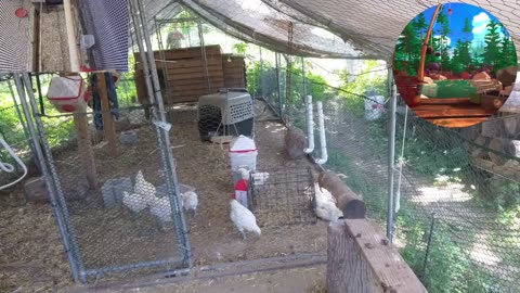 Chicken Live Stream