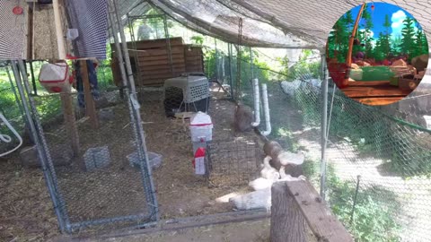 Chicken Live Stream