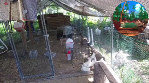 Chicken Live Stream