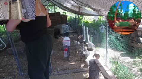 Chicken Live Stream