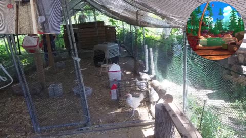 Chicken Live Stream