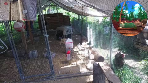 Chicken Live Stream