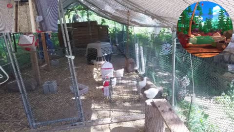 Chicken Live Stream