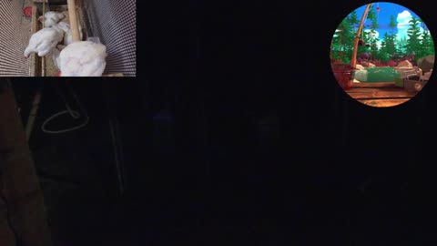Chicken Live Stream
