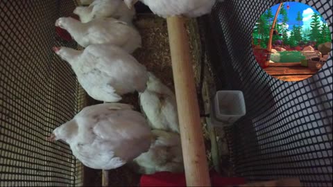 Chicken Live Stream