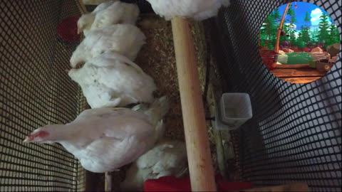 Chicken Live Stream