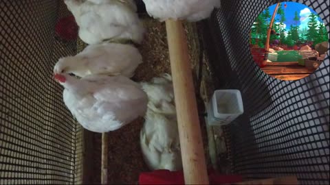 Chicken Live Stream