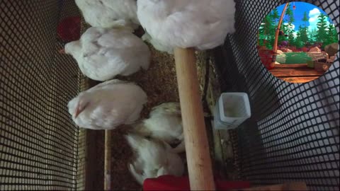 Chicken Live Stream