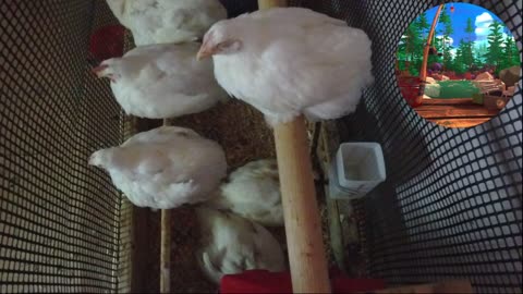 Chicken Live Stream