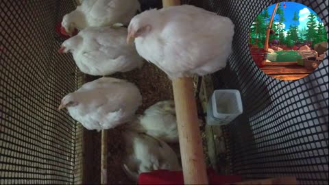 Chicken Live Stream