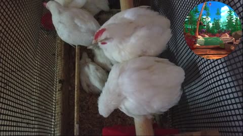 Chicken Live Stream