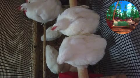 Chicken Live Stream