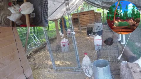 Chicken Live Stream