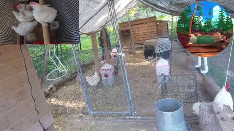 Chicken Live Stream