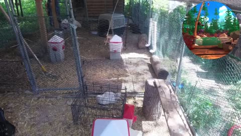 Chicken Live Stream