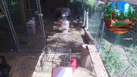 Chicken Live Stream