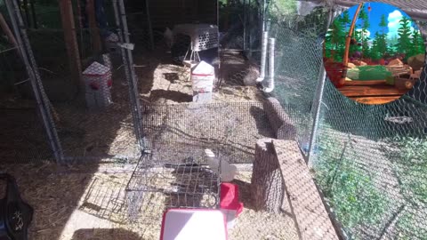 Chicken Live Stream