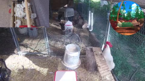 Chicken Live Stream