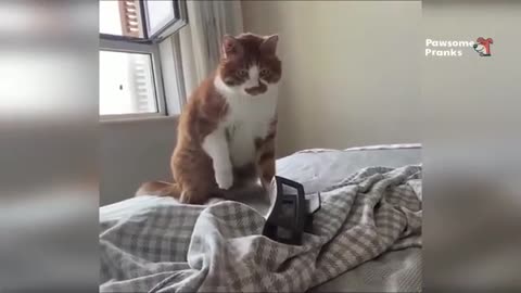 "No Disappointments Here — Just Pure Animal Comedy! 😹🐶