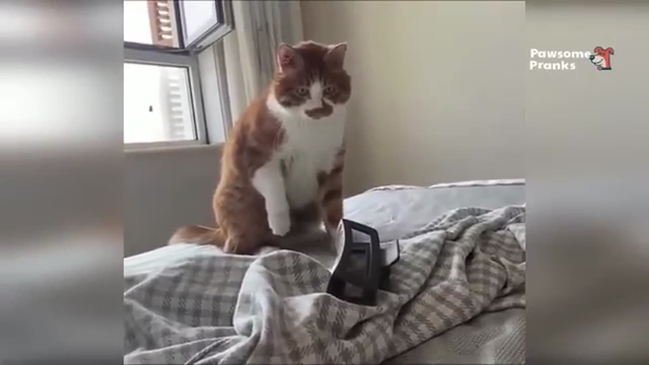 "No Disappointments Here — Just Pure Animal Comedy! 😹🐶