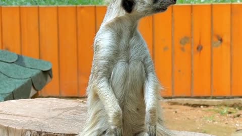 Did You Know? Meerkats Are Not Only Cute — They’re Also Elite Survivalists