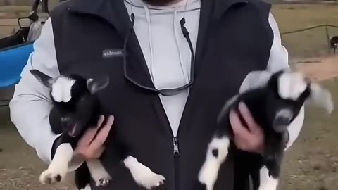 Funny Animals 2025 😂 - Funniest animals🐱 🐶 #fyp viral