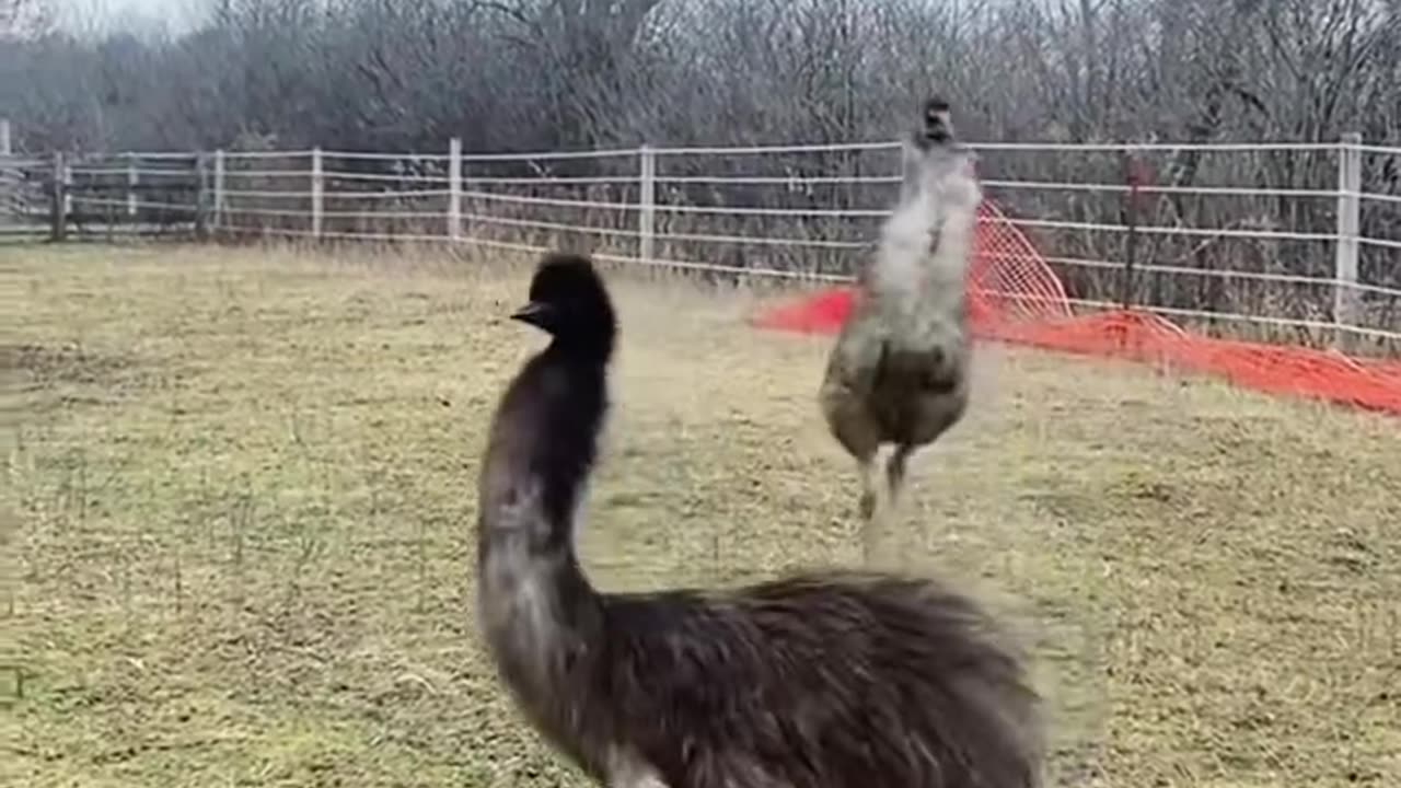 happy animals dancing like nobody’s watching 😂