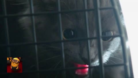 The Magicians - Adorable Kitten EXPLODES Into Bloody Mist (S3E2) _ Movieclips