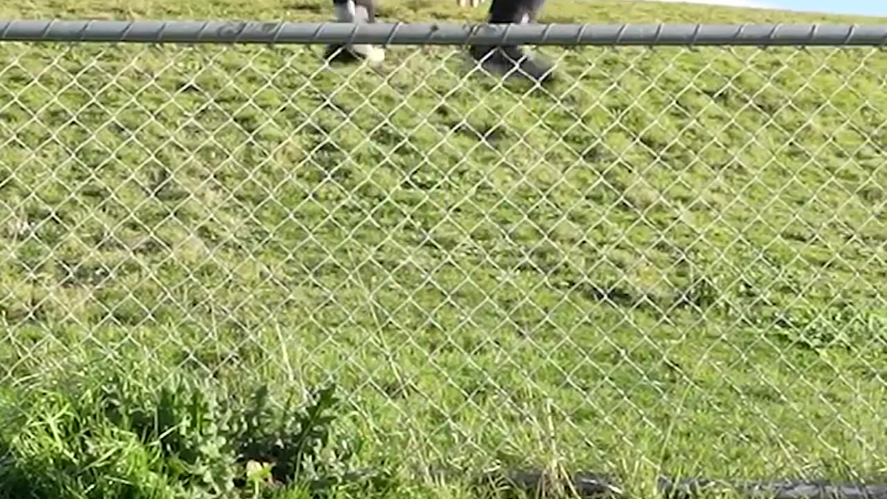 How Animals Get Over a Fence