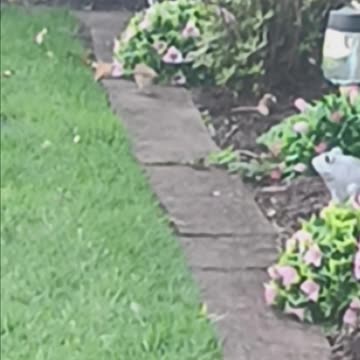 Mockingbird or sparrow ?