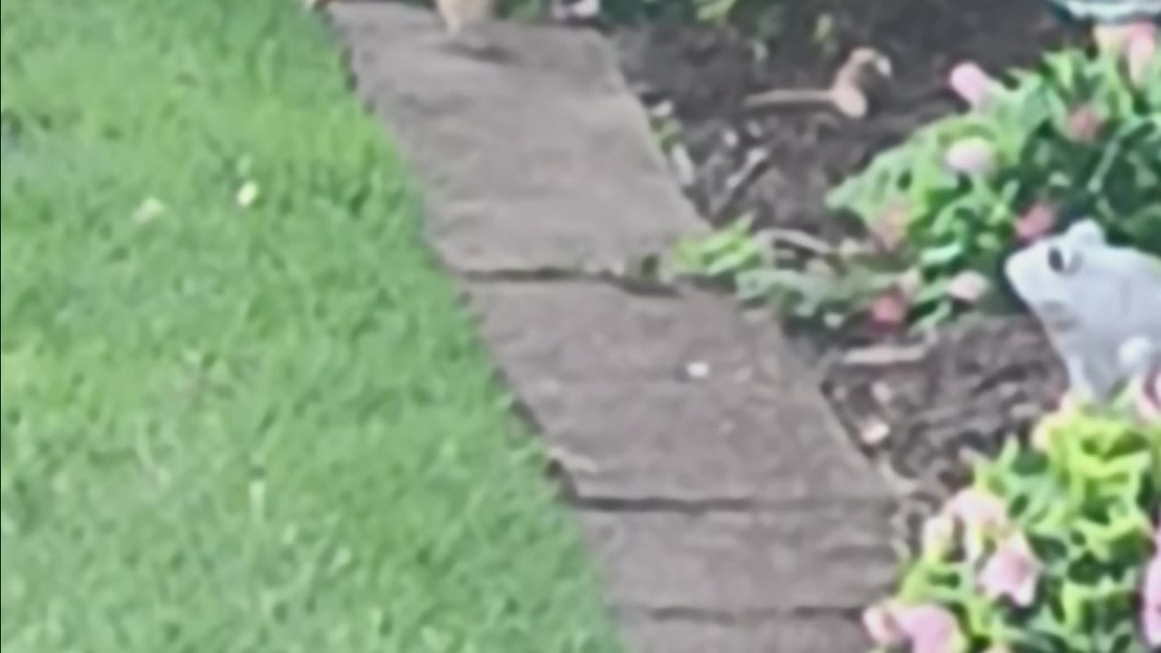 Mockingbird or sparrow ?