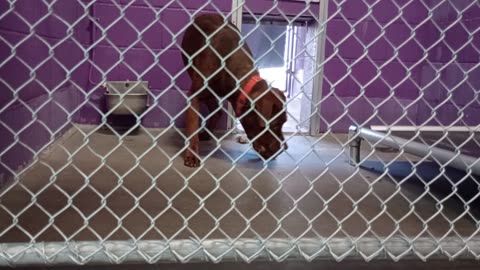 Gustavo 1y Pet Id 946475 kennel 19 HSSAZ shelter_20250523_142356317