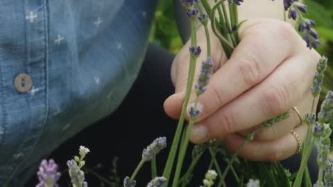 Chickweed A Natural Health Miracle