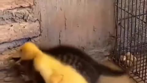 "Funny and Adorable Cat Behavior (Compilation)"