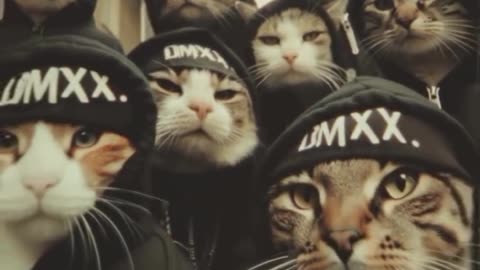 Cat🐱