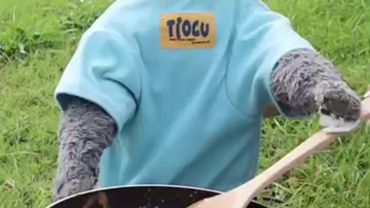 Dare To Try This Crazy Egg And Ham Trick funnycat catmemes trending