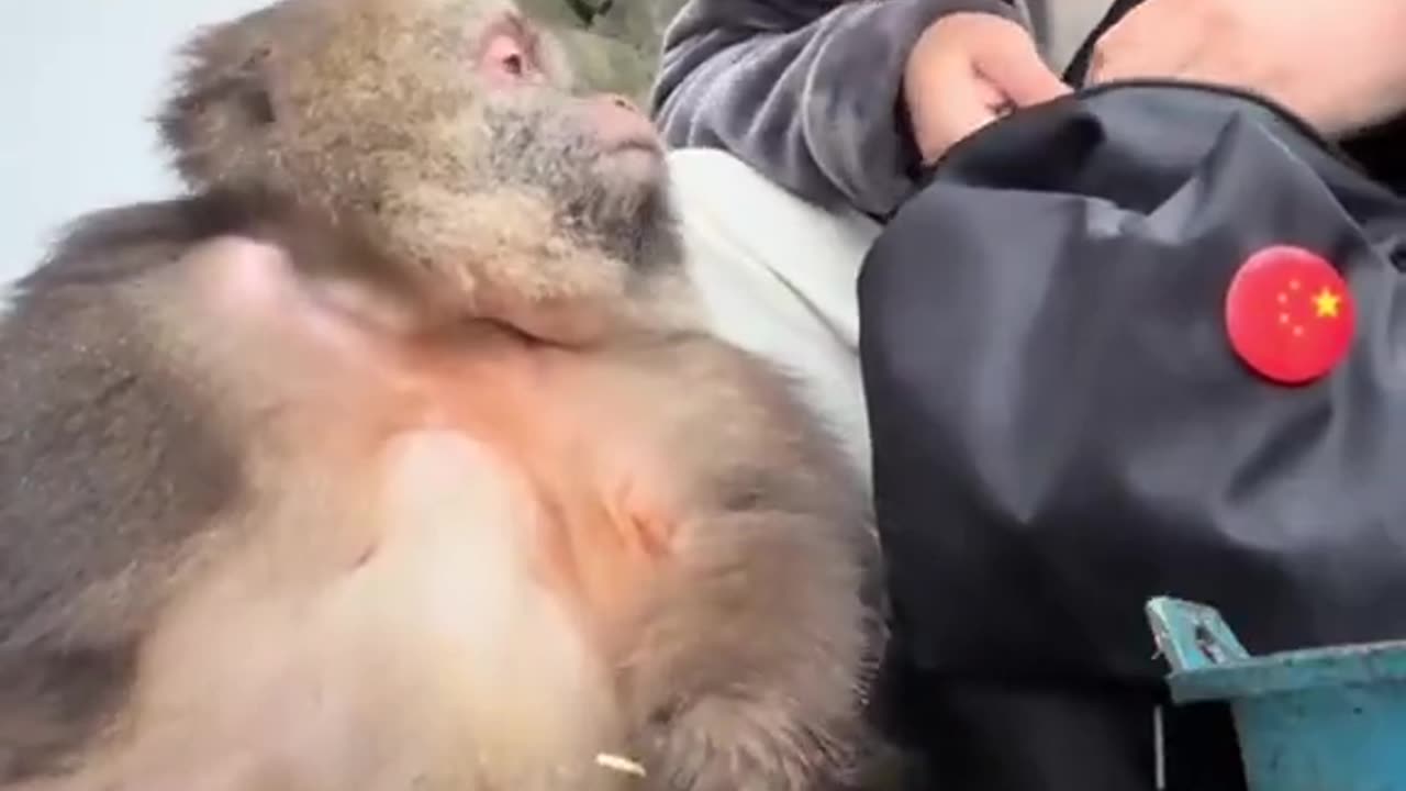 Monkey xingxing breakfast time