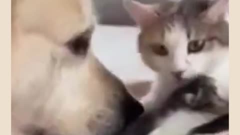 Animal Lovers
