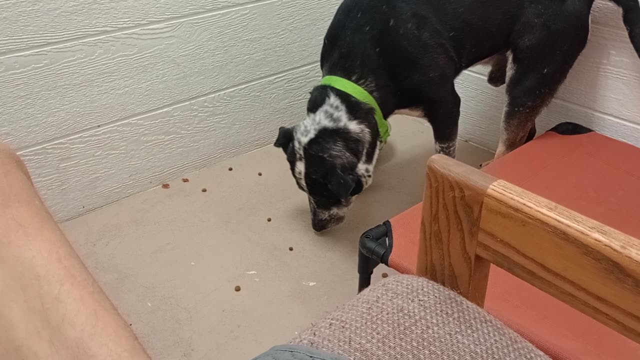 Hefty 6y A859689 lovely intro 2 new cool guy@TRN, from kennel 213 PACC shelter
