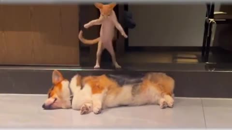 orange cats