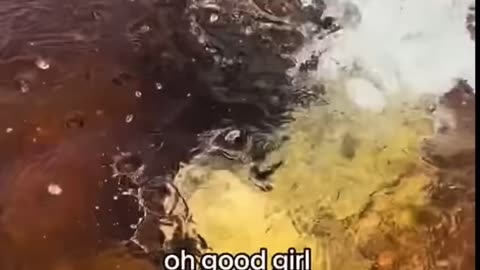 Funny pets