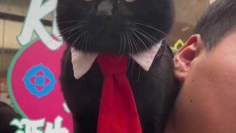 CatVideo 1