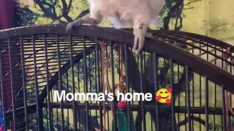 Momma's Home